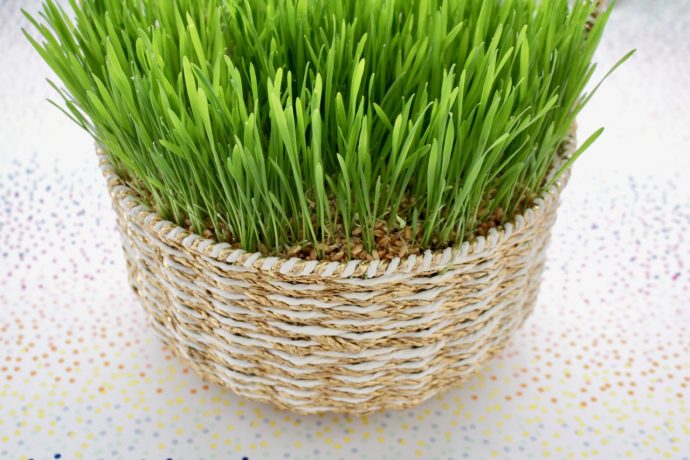 Grow Real Easter Basket Grass - The Idea Room