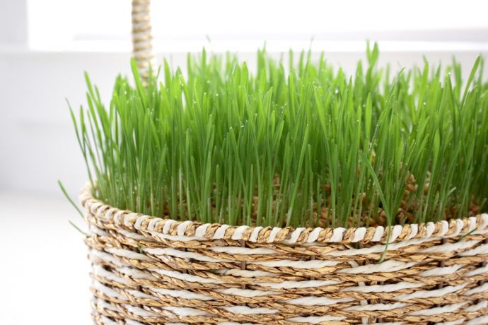 10 Easter Basket Grass Alternatives - Get Green Be Well